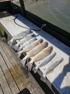 Three spotted weakfish caught fishing at South Padre Island