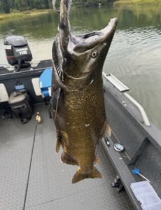 Large Chinook salmon caught while fishing in Fruitport Michigan hanging on boat
