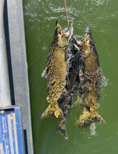 Two Chinook salmon caught while fishing in Fruitport MI hanging on a stringer in green water