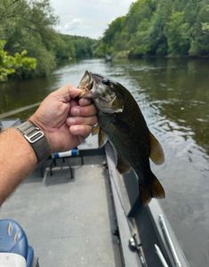 Smallmouth bass caught while fishing on river in Fruitport MI