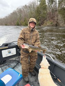 Walleye caught while fishing in Fruitport MI displayed on boat with dog present
