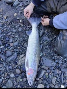 Rainbow trout caught while fishing in OR