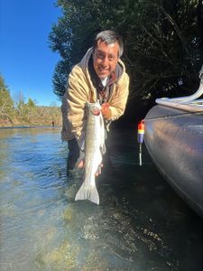 Rainbow Trout caught while fishing in Florence