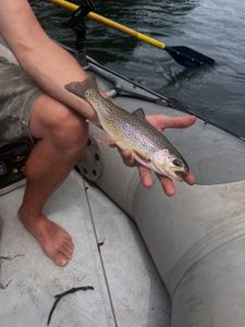 Rainbow trout caught in Florence