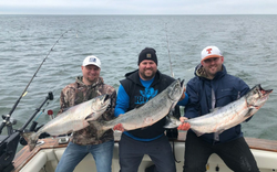 Three coho salmon, 29 inches long, caught while fishing in South Haven