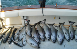 8 rainbow trout, bluefish, and chinook salmon in MI