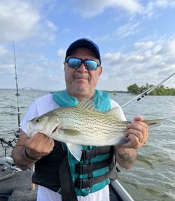 Wiper (Hybrid striped bass) caught while fishing in TX