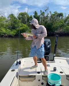 A 17-inch snook fish caught in FL