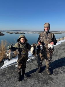 Mixed bag for the boys!  Wigeon, Gadwall, Buffies, and hooded Mergs