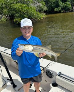 Sight casting snook in Matlacha Cape Coral