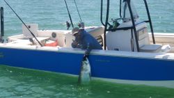 A lone angler reeling in a big catch in the waters of FL