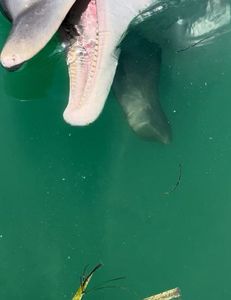 Scenic FL landscape with cruises, fishing, hunting, and tours