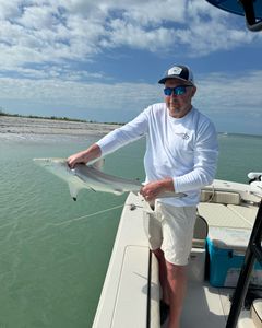 Blacktip shark, 28 inches, fishing in Chesapeake