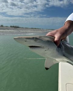 Image of a blacktip shark in FL