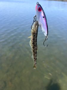 Two fish caught during a fishing trip in the Chesapeake region