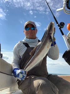 Cobia fish caught during a fishing trip in Chesapeake