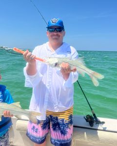 Two snook fish caught in Florida