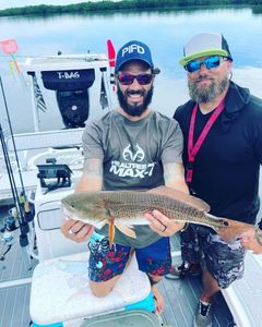 A large redfish caught in Chesapeake