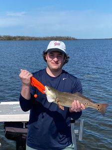 A single redfish caught in Chesapeake