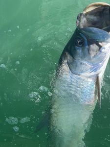 An image of a scenic location in FL, possibly on a fishing trip or tour