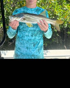 Snook fish in FL