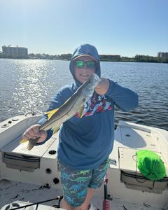 Snook fish in Chesapeake
