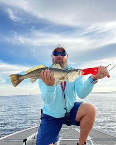 Spotted Weakfish, 21-inch fish, caught in Chesapeake