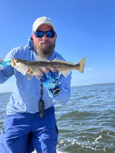 Spotted weakfish, 16 inches, fishing in Chesapeake