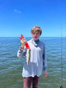 Spotted Weakfish, 10-inch fish caught in Chesapeake