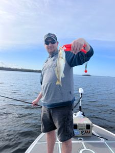 A spotted weakfish measuring 14 inches, caught in Chesapeake