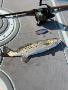 Spotted Weakfish swimming in FL waters