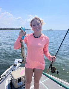 A photo of a spotted weakfish measuring 11 inches, caught in FL.