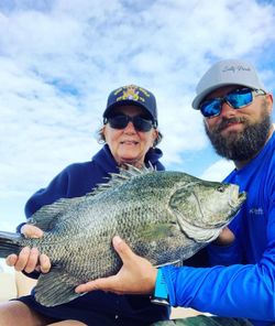 Photo of a Tripletail fish caught in Chesapeake