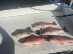 Absolutely blasted today with light tackle! Four red snapper and one grey triggerfish on a perfect clear day.