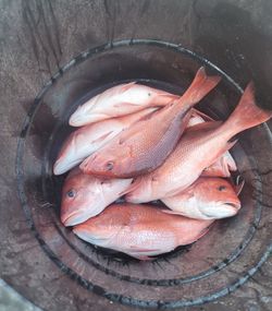 Four red snapper and greater amberjack fish caught in Orange Beach
