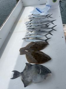Fresh caught Spanish Mackerel, Grey Triggerfish, and Summer Flounder displayed on boat deck in Orange Beach AL