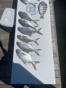 Fresh caught Florida pompano and sheepshead fish displayed on white fillet table after successful fishing trip in Orange Beach Alabama