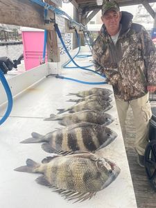 Fresh caught sheepshead fish displayed on cleaning table at Orange Beach AL fishing dock