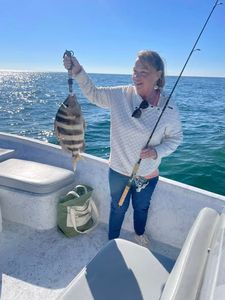 Sheepshead fish being held up on fishing boat in Orange Beach AL waters