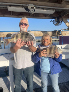 Double sheepshead success in Orange Beach waters!