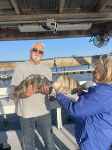 Double sheepshead success in Orange Beach waters!