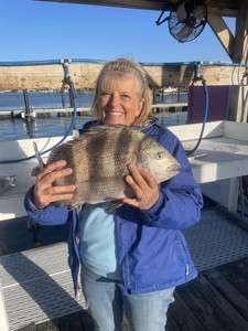 Beautiful Orange Beach sheepshead on light tackle!
