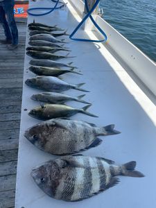 Fresh caught fish displayed on boat deck in Orange Beach AL showing sheepshead and other species
