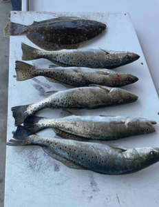 Orange Beach light tackle success: summer flounder and speckled trout!