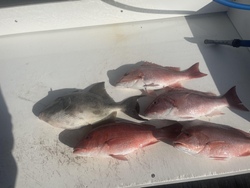 Blasted today with light tackle! Four red snapper and one grey triggerfish under clear skies.