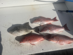 Blasted today with red snapper and grey triggerfish on light tackle! Clear conditions made for the best fishing adventure.