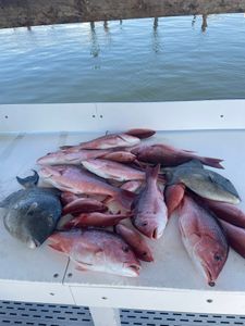 Eight redfish caught while fishing in Orange Beach