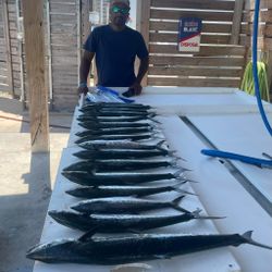 Three Spanish Mackerel fish caught in AL