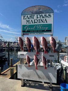 7 fish caught while fishing in Destin