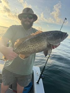 A gag grouper fish caught in FL